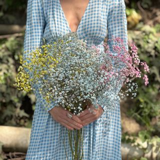 ფერადი გიფსოფილა ( 15 ტოტი )