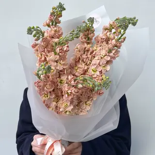 Peach Matthiola