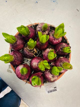 bulbi di hyacinthus