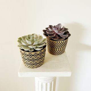 Suculenta Sorpresa Medium  + Tiesto Incluido 