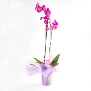 Orquídia Fucsia