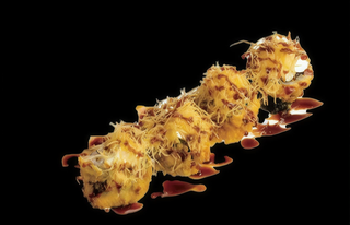 Futo Frito (4 Pzs.)