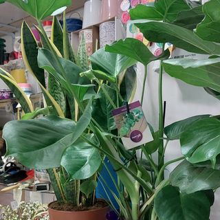 Pianta grassa trattamento dentro casa