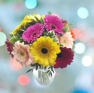Buchet gerbera multicolor
