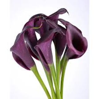 Зантадексія темна