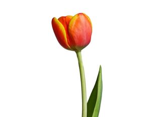 Оранжево Лале 1 бр