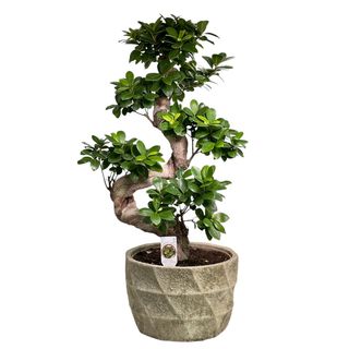 Bonsai Ginseng 80cm