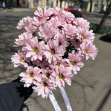 5 гілок рожева ромашка