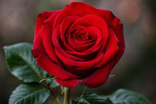 Rosa Roja Unidad