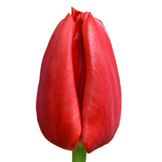  Tulipán Rojo Flor Suelta (Por unidad/No es un ramo/No bouquet) 