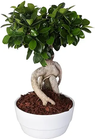 Ficus Ginseng medio confezione regalo