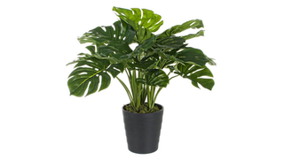 Monstera deliciosa