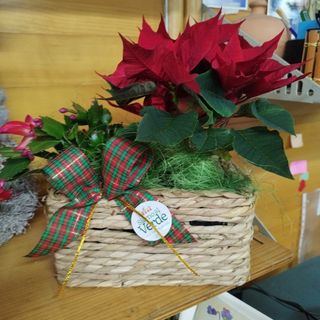 Confezione natalizia