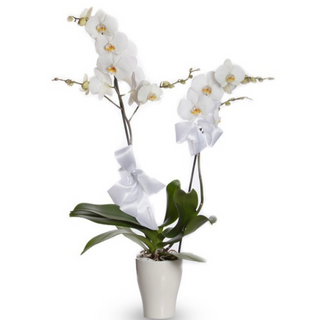 Biały storczyk w białej ceramice