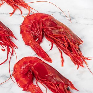 Carabinero Rojo De Huelva