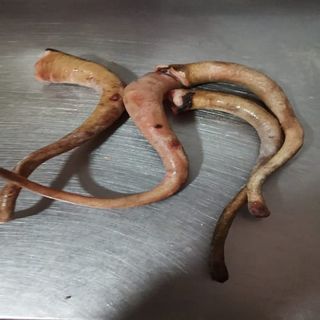 Rabos De Cerdo Iberico (1 Kg.)