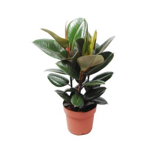 Ficus Robusta Elastica