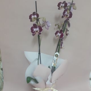 Orquídea Tonos Morados