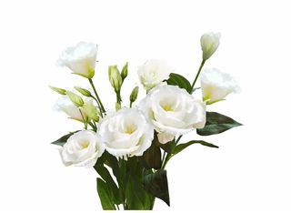 3 Еустоми, Бели | 1 piece