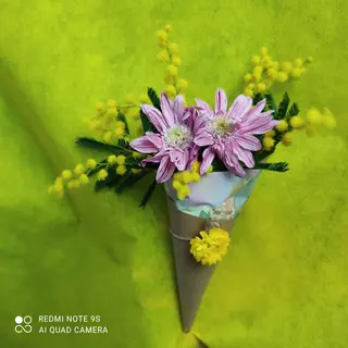 Cono mimosa 