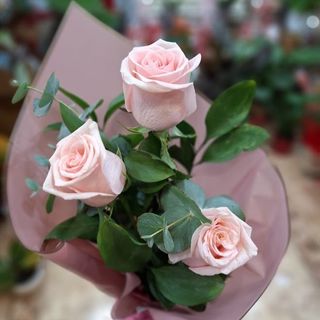 Trío Rosas Rosa "Barriada la Luz"