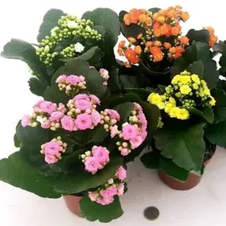 kalanchoe mix