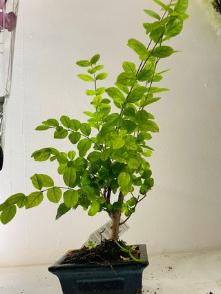 Bonsai 6 anni .