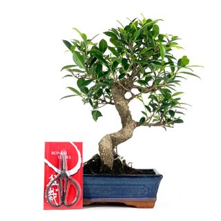 Pack Bonsái Ficus 10 años y Tijera china