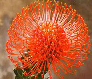 leucospermum