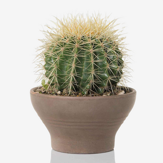 Cuscino della suocera