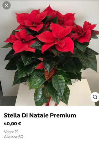 Stella di Natale Premium