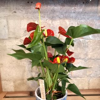Planta de Interior de Anturium Rojo en Maceta Cerámica Roja