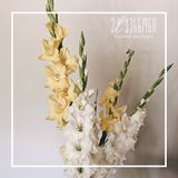 გლადიოლოსი ფერადი ( 5 ცალი )