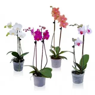 Storczyk orchidea 