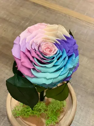 Cupola trandafir XXL rainbow