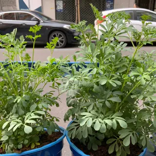 Ruda Planta