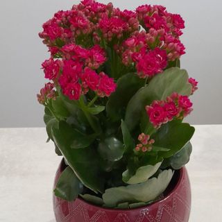 Kalanchoje różowy + doniczka ceramiczna