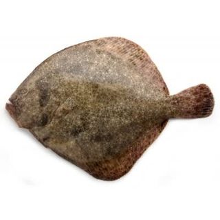 Rodaballo Salvaje