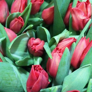 Tulipanes Rojos Unidad 