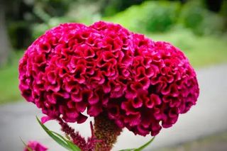mazo di 10 celosia