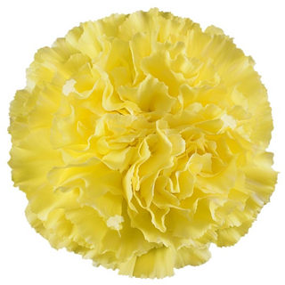  Clavel Amarillo Flor Suelta (Por unidad/No es un ramo/No bouquet) 