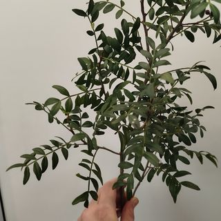 Фісташка (додаток) 