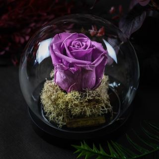 Cloche Dôme Violette