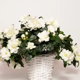 Azalea bianco