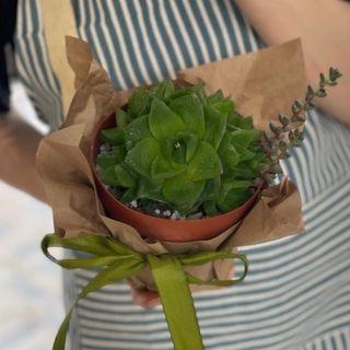 Зелёная Комета