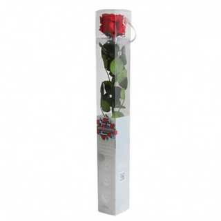 Rosa preservada grande 