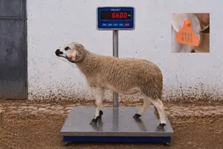 00338195 - 66 Kg