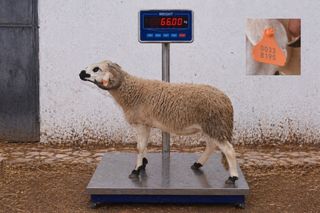 00338195 - 66 Kg