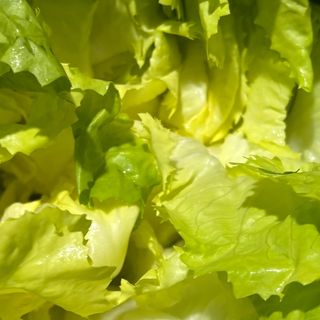 Scarola lisca fascio