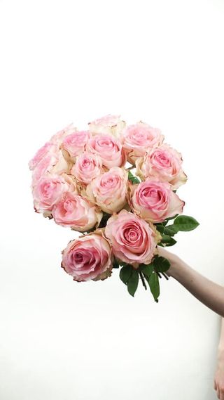 Róże ekwadorskie różowe 15 szt. średniej wysokości